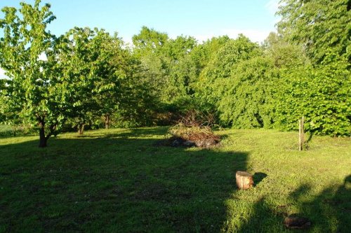 Ogród w maju- sad i "dziki" ogród