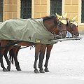 Koniki w śmiesznych "nausznikach" na dziedzińcu pałacu Schonbrunn ;)
