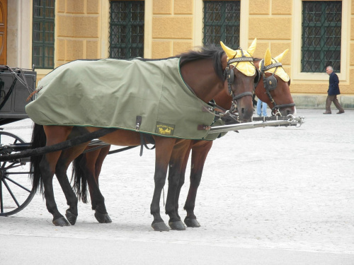 Koniki w śmiesznych "nausznikach" na dziedzińcu pałacu Schonbrunn ;)