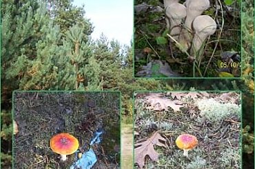 #niemowlak #las #muchomor