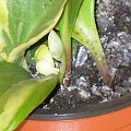 Peperomia obtusifolia / Peperomia kluzjolistna