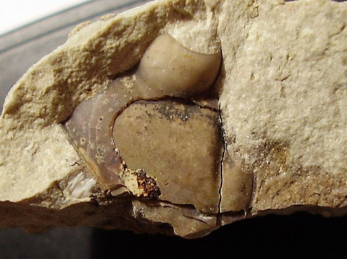 Może to być część policzka i oko trylobita Asaphus sp. Długość okazu - 1,3 cm . Wiek : dolny ordowik – środkowy ordowik . Data znalezienia : 2003 .