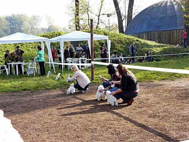 Wystawa psów Zabrze 2008