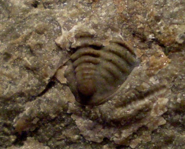 Pygidium trylobita . Długość okazu - 0,7 cm . Wiek - ? Data znalezienia : 2005 . Okazy nr 63 i 63a znajdują się na tej samej skale .