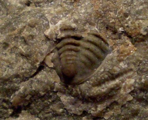 Pygidium trylobita . Długość okazu - 0,7 cm . Wiek - ? Data znalezienia : 2005 . Okazy nr 63 i 63a znajdują się na tej samej skale .