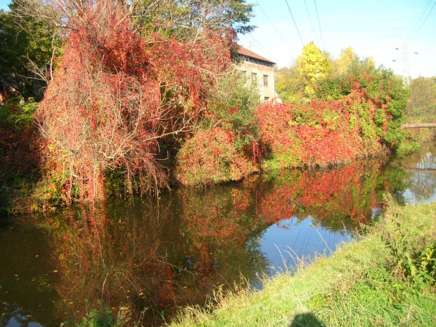 przyroda jesienią