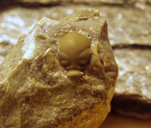 Jakiś trylobit z rodziny Acastidae . Długość okazu - 0,5 cm . Wiek - ? Data znalezienia : 2006 . Okazy nr 83a , 83b , 83c , 83d , 83e i 83f zostały znalezione w jednej skale.