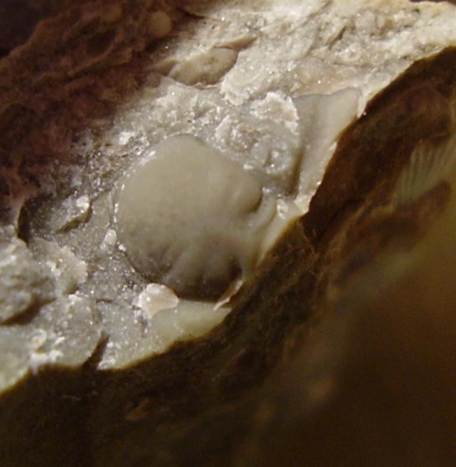Glabella trylobita . Długość okazu - 0,7 cm . Wiek - ? Data znalezienia : 2007 . Miejsce znalezienia : Ustronie Morskie . Okazy nr 95 , 97 i 98 pochodzą z jednej skały .