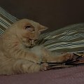 Via Appia*PL Hodowla kotów Brytyjskich i Selkirk Rex