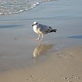 rybitwa #ptaki #ptak #morze #plaża