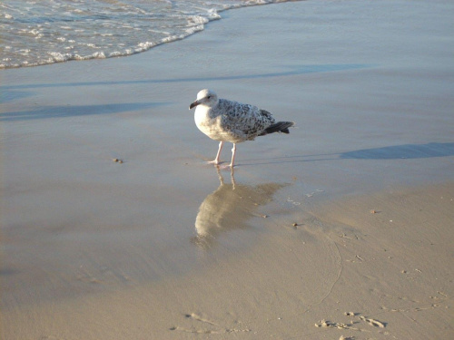 rybitwa #ptaki #ptak #morze #plaża