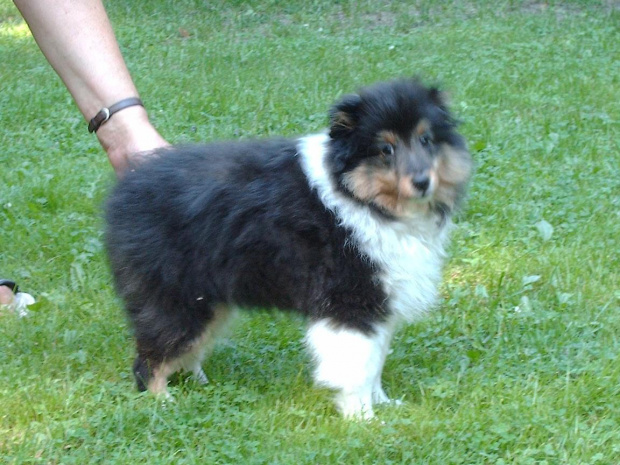 BLACK STONE Vesca Montana #sheltie