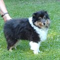 BLACK STONE Vesca Montana #sheltie