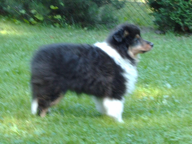 BLACK STONE Vesca Montana #sheltie