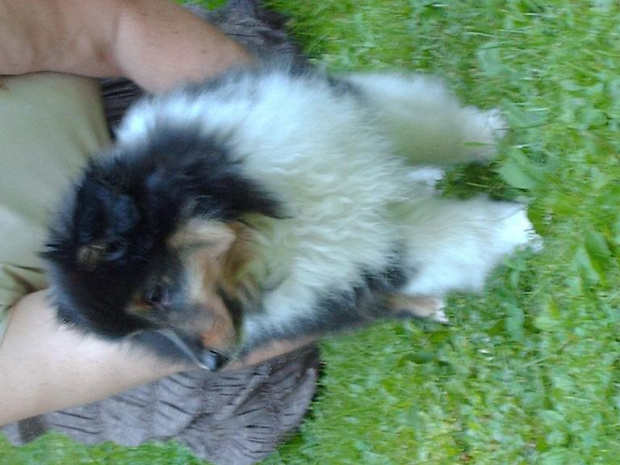 BLACK STONE Vesca Montana #sheltie