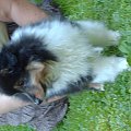 BLACK STONE Vesca Montana #sheltie