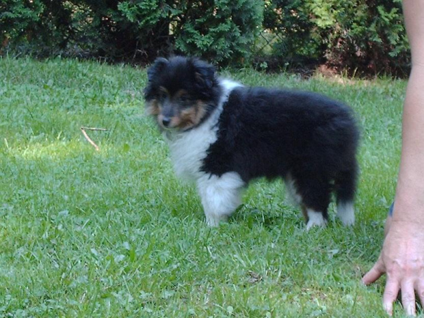 BLACK STONE Vesca Montana #sheltie