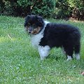 BLACK STONE Vesca Montana #sheltie