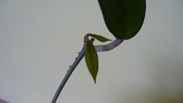 Hoya carnosa / Hoja różowa