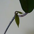 Hoya carnosa / Hoja różowa