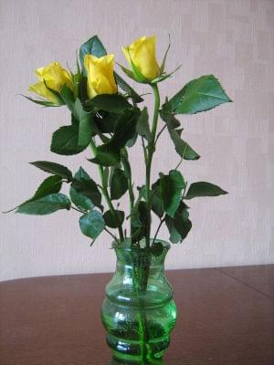 Żółte róże #kwiaty #róże #róża