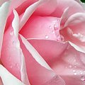 Róża #krople #kwiaty #rosa #róża