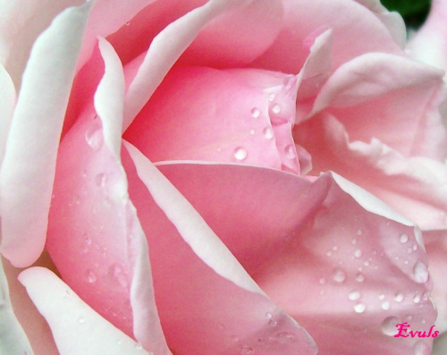 Róża #krople #kwiaty #rosa #róża