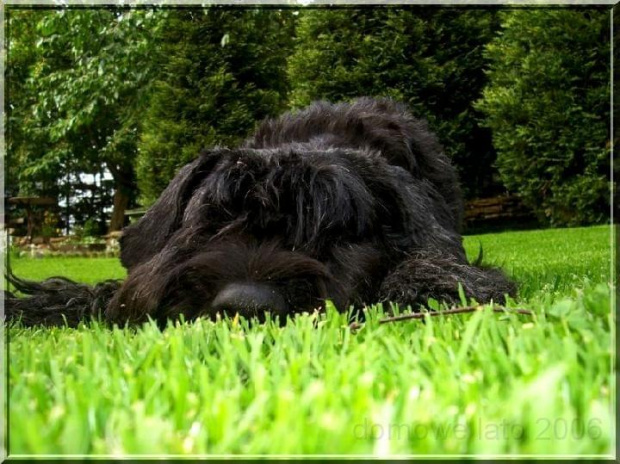 bouvier des flandres-Bum Bum Vectra Chucho #BouvierDesFlandres