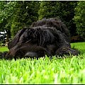 bouvier des flandres-Bum Bum Vectra Chucho #BouvierDesFlandres