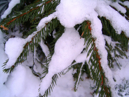 gałązka w sniegu #zima #mróz #snieg #śnieg #listopad #zaspy #macro #drzewa #przyroda #natura #gałęzie #szron #zimno #biel