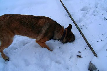 Czego ten pies szuka??? cały ryj w sniegu ;D #zima #mróz #snieg #śnieg #listopad #zaspy #macro #drzewa #przyroda #natura #gałęzie #szron #zimno #biel #pies #mela #owczarek #ryje #morda