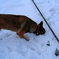 Czego ten pies szuka??? cały ryj w sniegu ;D #zima #mróz #snieg #śnieg #listopad #zaspy #macro #drzewa #przyroda #natura #gałęzie #szron #zimno #biel #pies #mela #owczarek #ryje #morda