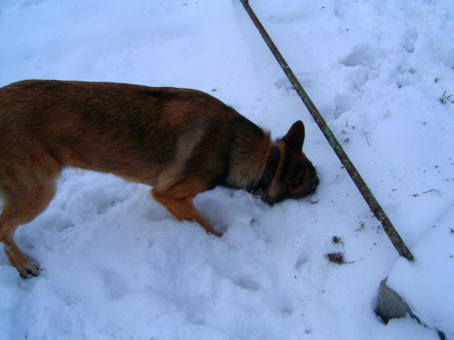 Czego ten pies szuka??? cały ryj w sniegu ;D #zima #mróz #snieg #śnieg #listopad #zaspy #macro #drzewa #przyroda #natura #gałęzie #szron #zimno #biel #pies #mela #owczarek #ryje #morda