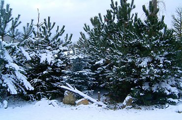 zimowe drzewa #zima #mróz #snieg #śnieg #listopad #zaspy #macro #drzewa #przyroda #natura #gałęzie #szron #zimno #biel