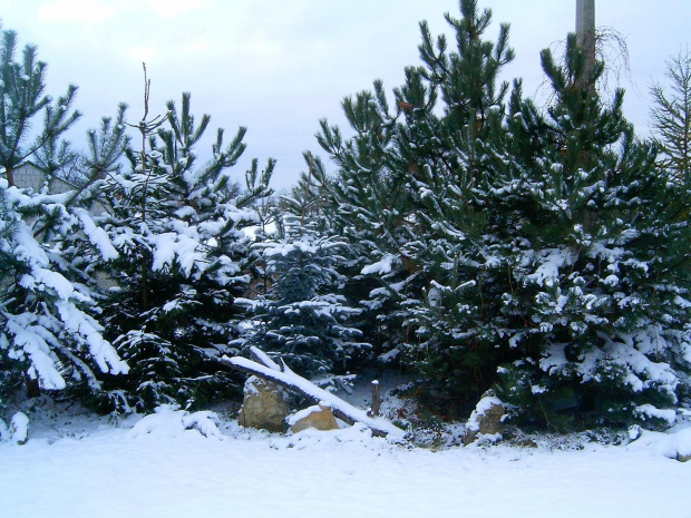 zimowe drzewa #zima #mróz #snieg #śnieg #listopad #zaspy #macro #drzewa #przyroda #natura #gałęzie #szron #zimno #biel