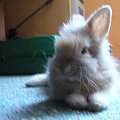 #królik