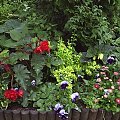 W moim ogrodzie #MÓJOGRÓD #przyroda #rośliny #kwiaty #lato #ogród