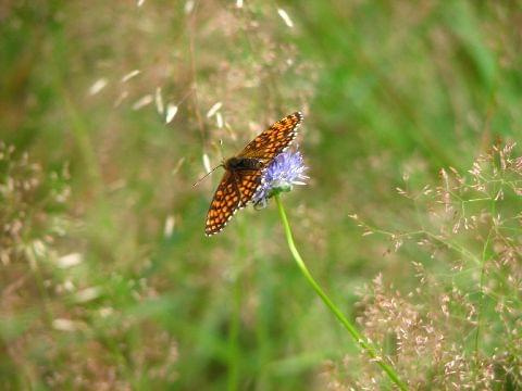 #Mazury #PuszczaPiska #Motyl