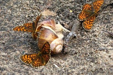 #Mazury #PuszczaPiska #Motyl