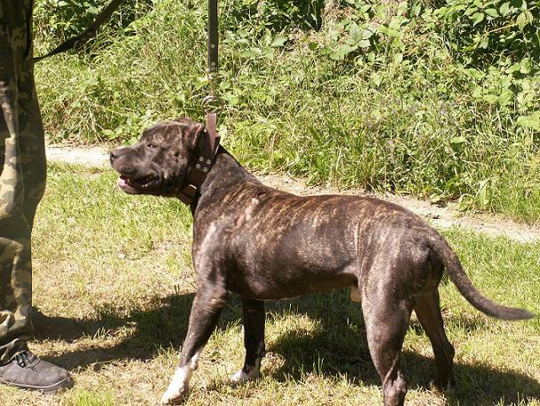 Sauron - bandog do adopcji w Gdyni...