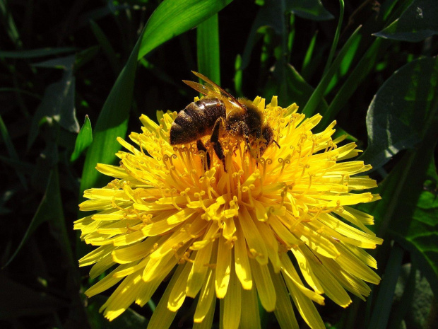 pszczółka MAJA