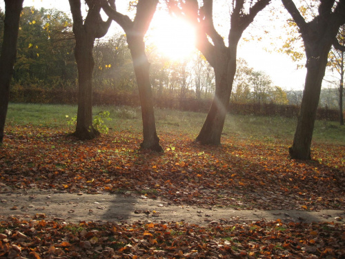 #jesień #bydgoszcz #krajobraz #park #ostromecko #brda #ada