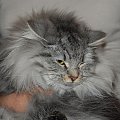 Silviassib - hodowla kotów syberyjskich