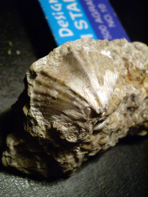 Ramienionóg z rzędu Spiriferida – Delthyris sp. Długość okazu - 2,7 cm . Wiek : górny sylur ( wenlok ) – dolny dewon ( żedyn ) . Data znalezienia : 2006 .