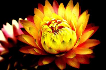 Grudniowy ogród #kwiaty #ogród #suszki