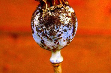 Grudniowy ogród #mak #makówki #ogród