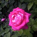#Róża #kwiat #kwiaty