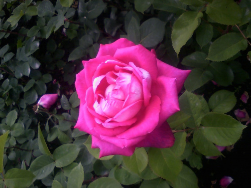#Róża #kwiat #kwiaty