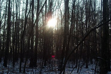 #DRZEWA #LAS #SŁOŃCE #ŚNIEG #ZABAWAŚWIATŁEM #ZIMA