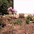 wiosna, 1 rok działki zaczynam zakwitł mi rododendron ale jak na razie tylko jeden i azalia, zobaczymy jak bedzie w następnym roku